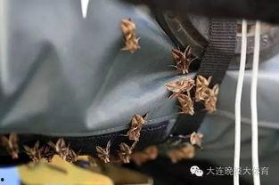 网红蛾,揭秘网络红人的生态魅力